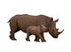 Rhino With Calf Isolated on White Wall Decal