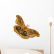 Polyphemus Moth Wall Decal