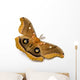 Polyphemus Moth Wall Decal