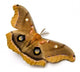 Polyphemus Moth Wall Decal