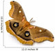 Polyphemus Moth Wall Decal
