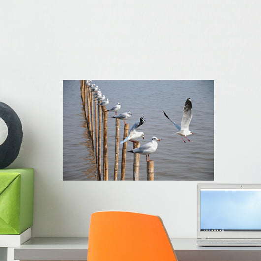 Seagull