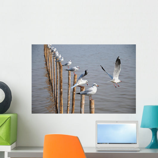 Seagull