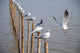 Seagull