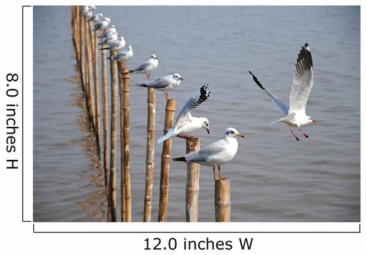 Seagull