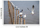 Seagull
