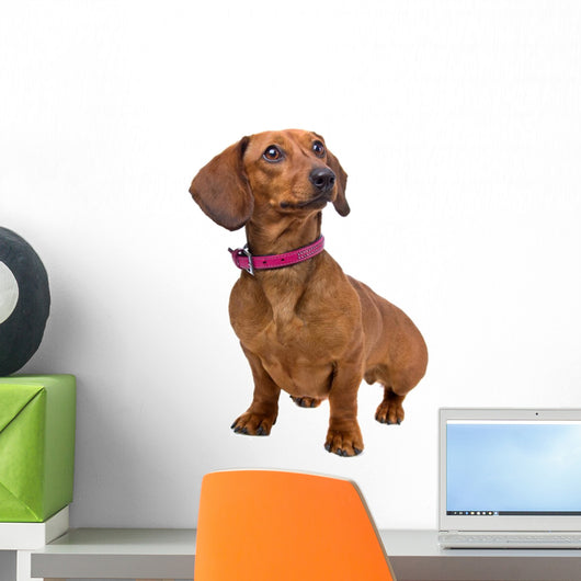 front view of a short haired Dachshund Wall Decal