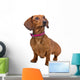 front view of a short haired Dachshund Wall Decal