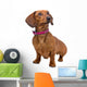front view of a short haired Dachshund Wall Decal
