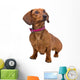 front view of a short haired Dachshund Wall Decal