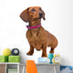 front view of a short haired Dachshund Wall Decal