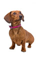 front view of a short haired Dachshund Wall Decal