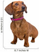 front view of a short haired Dachshund Wall Decal