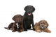 Three Puppies Two Labradors Wall Decal