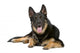 German Shepherd Dog Sticking Out Tongue Wall Decal