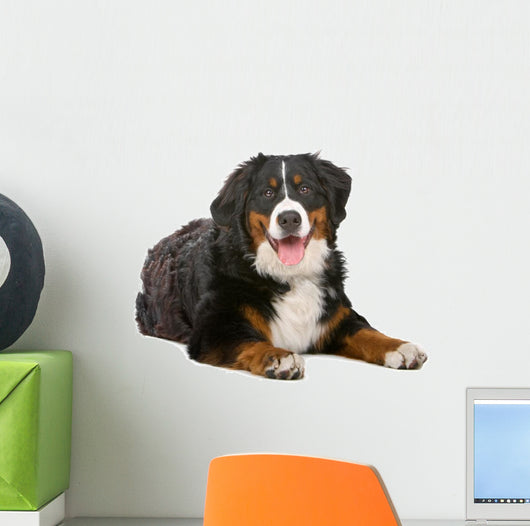 Resting Bernese Mountain Dog Wall Decal