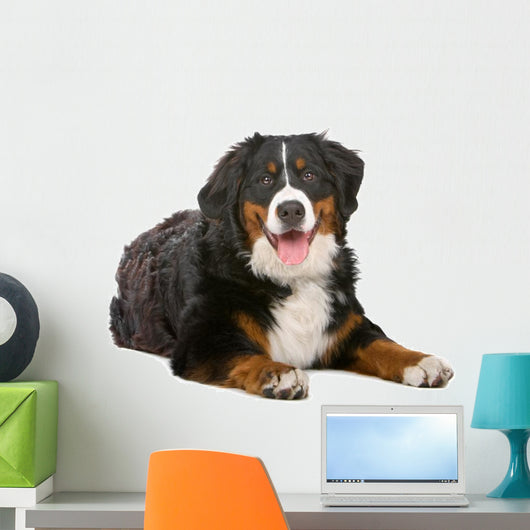 Resting Bernese Mountain Dog Wall Decal