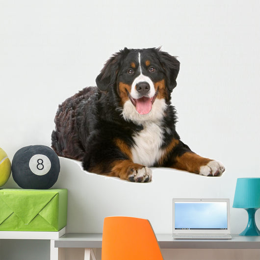 Resting Bernese Mountain Dog Wall Decal