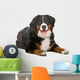 Resting Bernese Mountain Dog Wall Decal