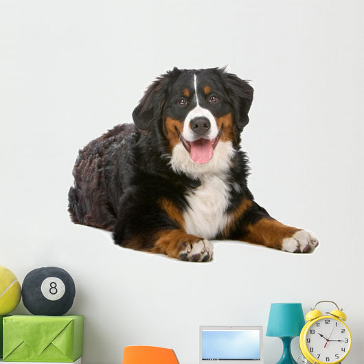 Resting Bernese Mountain Dog Wall Decal