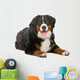 Resting Bernese Mountain Dog Wall Decal