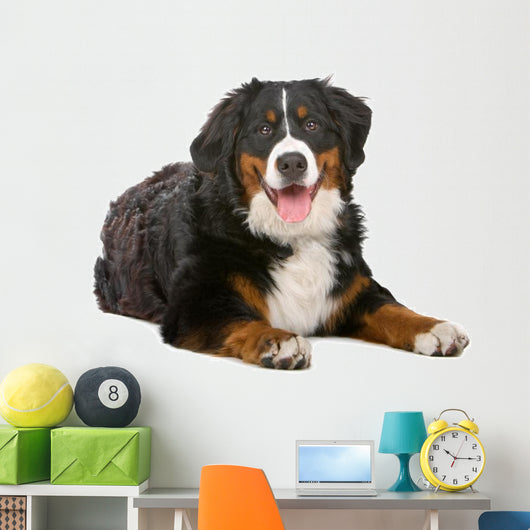 Resting Bernese Mountain Dog Wall Decal