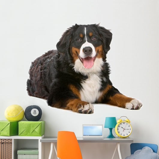 Resting Bernese Mountain Dog Wall Decal