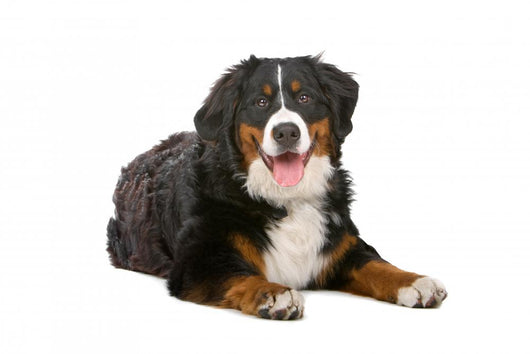 Resting Bernese Mountain Dog Wall Decal