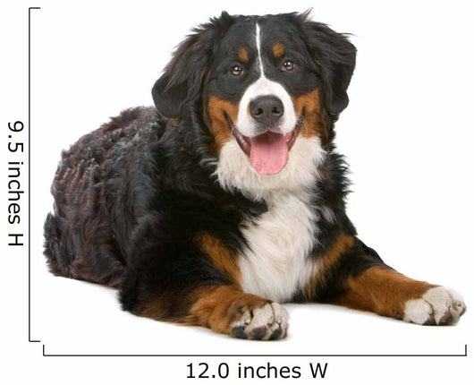 Resting Bernese Mountain Dog Wall Decal