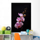 Pink Orchid Wall Mural