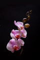 Pink Orchid Wall Mural