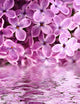 beautiful lilac above the water Wall Mural