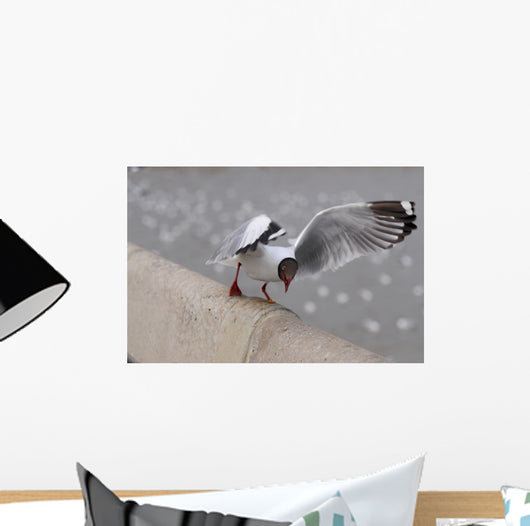 Sea Gull