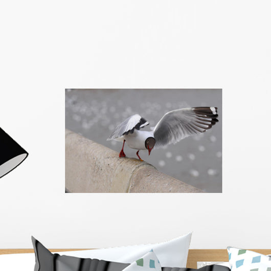 Sea Gull