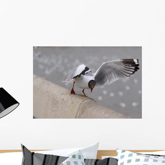 Sea Gull
