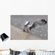 Sea Gull