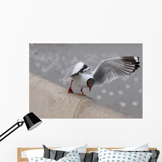 Sea Gull