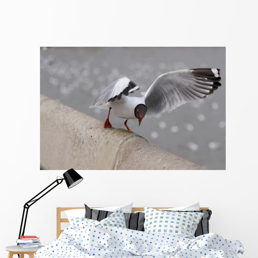 Sea Gull