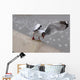 Sea Gull