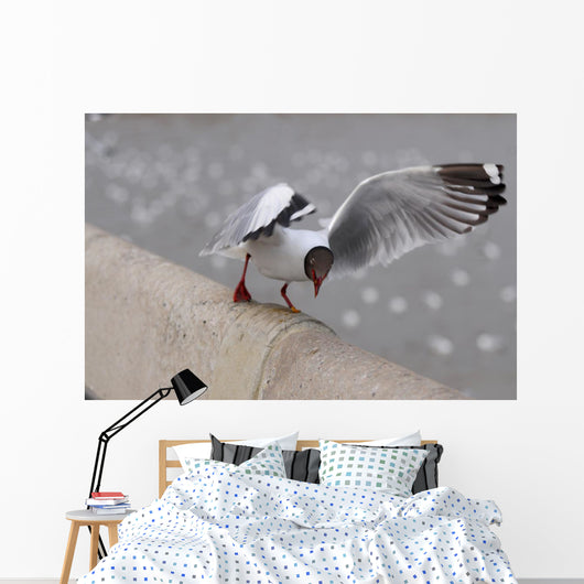 Sea Gull