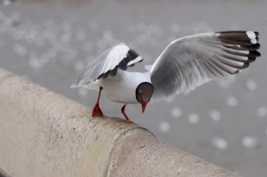 Sea Gull