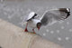 Sea Gull
