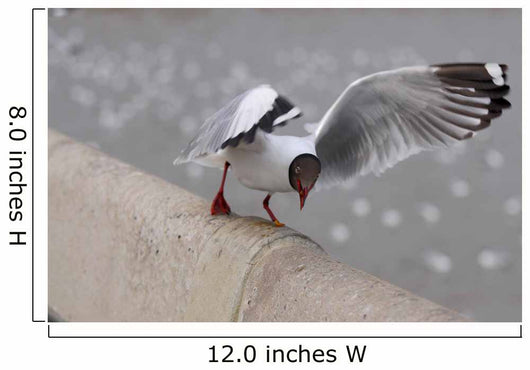 Sea Gull