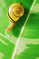 Snail Wall Mural
