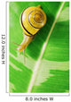 Snail Wall Mural