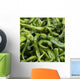 Green chilli peppers;Lhasa xizang china Wall Mural