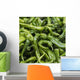 Green chilli peppers;Lhasa xizang china Wall Mural