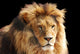 Lion Head Wall Mural