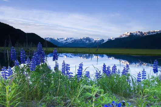 Lupine Blooms along Pond Wall Decal