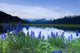 Lupine Blooms along Pond Wall Decal